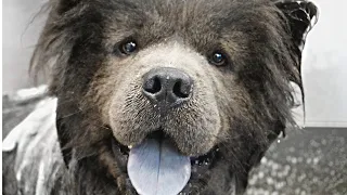 A dog REFUSED by most groomers