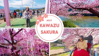 🌸 Best Places to See Kawazu Sakura: The Ultimate Guide 🌸