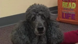 Read to a dog at Oro Valley library helps kids improve