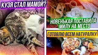 Лиса огрызнулась на Милу. Готовим хвостатым натуралку, они обожают🤤 Мурзик думает что Кузя его мама.