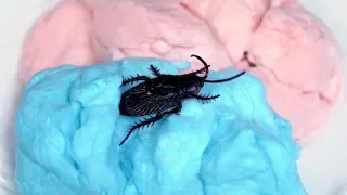 Surprise Roach In Candy!