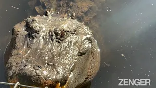 Terrifying Mating Calls Of 1,000lb Male Alligators