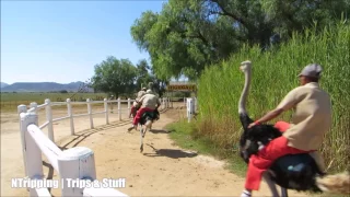 Ostrich Racing near Oudtshoorn, Klein Karoo, South Africa