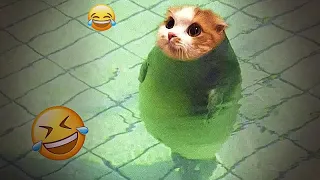 New Funniest Animals Videos 2024 😍 Cutest Cats and Dogs 😺🐶 Part 30