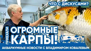 Аквариумные новости с Владимиром Ковалевым (06.05.2023). Приехали огромные карпы кои!