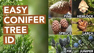 Not Every Conifer Is A Pine (Conifer Tree ID)