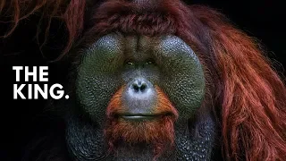 Orangutan: King of the Treetops