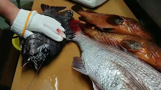 Best Method For Tastier Fish (Ike Jime) | Watch Ikejime Method