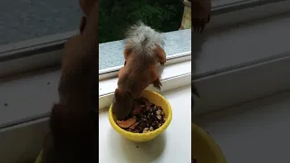 Белочка просит продолжение орехового банкета#nature#животные#animals#белка#squirrel