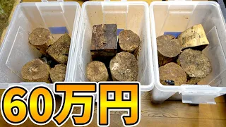 クワカブの沼にハマった男が行き着く「高級種」の産卵セットを確認した結果