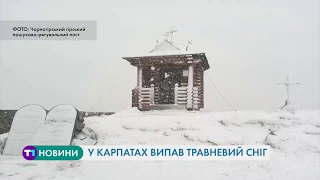 У Карпатах випав травневий сніг