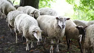 Интересных фактов об овцах (2022) Interesting facts about sheep (2022)