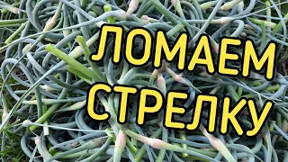 Пошла стрелка чеснока. Резкий рост сорняка.