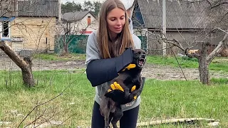 Scared Dog Spent 90 days Under Shelling, Waiting for his Saviors