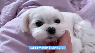 Small Cute Maltese Dogs Enjoy Their Morning 🥰