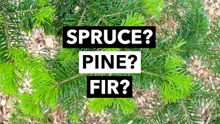 Wild Edibles with Sergei Boutenko: How to Identify Different Conifers | Spruce, Pine, or Fir?