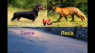 ТАКСА ПРОТИВ ЛИСЫ FOX VS DACHSHUND