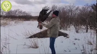 Сахалинцы отбили хищника от стаи ворон и спасли ему жизнь