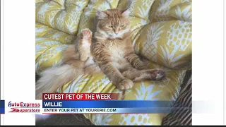 Cutest Pet of the Week: Willie