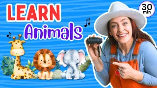 Learn Animals | Zoo, Safari, Sounds & Songs | Educational Toddler Learning Video | Phonics & Signs