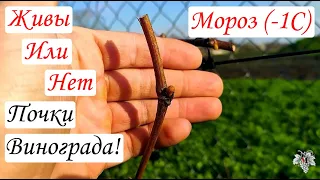 МОРОЗ (-1.0) ГРАДУСА! Живы или нет почки ВИНОГРАДА?