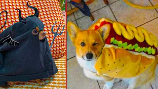 Amazing Pet HALLOWEEN Costumes That Are At Another Level