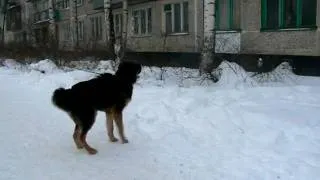 Щенок Волчонок ищет дом ! Питер