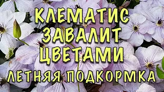 ЗАЦВЕТУТ СТЕНОЙ! Сделайте ЭТО ПЕРЕД ЦВЕТЕНИЕМ! Чем подкормить КЛЕМАТИСЫ ЛЕТОМ