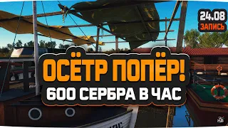 Осётр Русский, фарм 600 серебра в час на реке Ахтуба — Русская Рыбалка 4