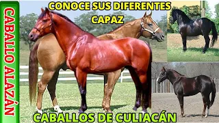 CABALLO ALAZÁN Y SUS DIFERENTES TONALIDADES.