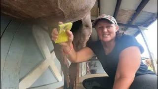 5 minutes or less on how to clean your geldings sheath.