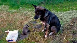 Injured Puppy Cried Loudly Crawled To His Exhausted Mother Asking For Help From Passersby...