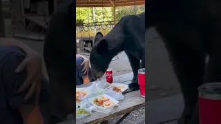 Family Stunned After Wild Bear Randomly Hopped On The Table To Devour Their Food During Their Picnic