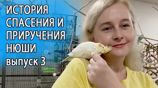 КАК ПРИРУЧИТЬ ПОПУГАЯ ЧАСТЬ 3