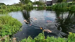 Modern Koi Blog #4834 – Markus' und Tanjas 1.500.000 Liter Megakoiteich