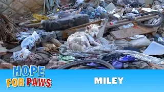 A homeless dog living in a trash pile gets rescued, and then does something amazing! #dog