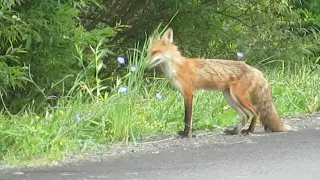 Fox Majesty II