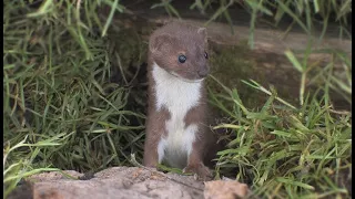 The Weasel - The British Mammal Guide