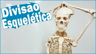 SISTEMA ESQUELÉTICO: Divisão do esqueleto