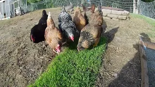 Who Needs a Lawn Mower, When You Have Chickens