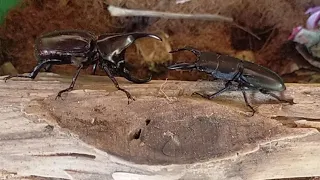 Rhino beetle vs Stag beetle (xylotrupes gideon vs dorcus titanus)