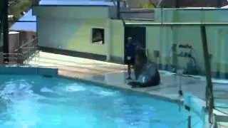 Дельфинарий Аква-Мир.mp4