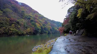 Autumn Rainy Day Walk in Arashiyama Kyoto Japan | 4K ASMR | Binaural Rain Ambience Sounds
