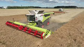 Claas Lexion 8600 harvesting canola