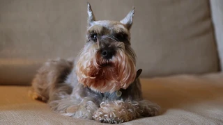 Miniature Schnauzer Dogs 101: Is a Miniature Schnauzer Dog Right For You?