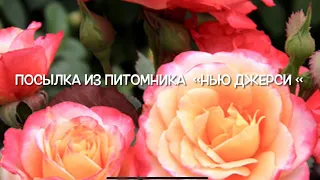 Розы.🌹🌹🌹Посылка из питомника роз Нью Джерси. Какая же я паникёрша.....🌹🌹🌹