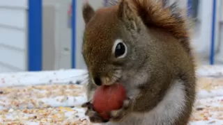 Funny Squirrel Eating A Nut