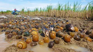 Wow the best fishing skill! Amazing fisherman picking lots of snails egg and any greystone by hand