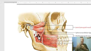 Anatomy of head and neck module in Arabic 21  (Muscles of mastication, part 2)