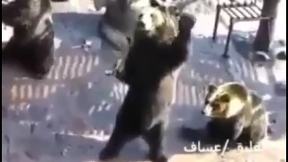 Как медведи просят еду